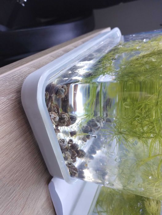 Zatoczek do akwarium i nie tylko