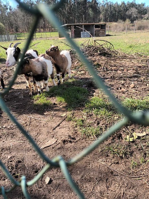 Vendo casal cabrithinhas 5 meses