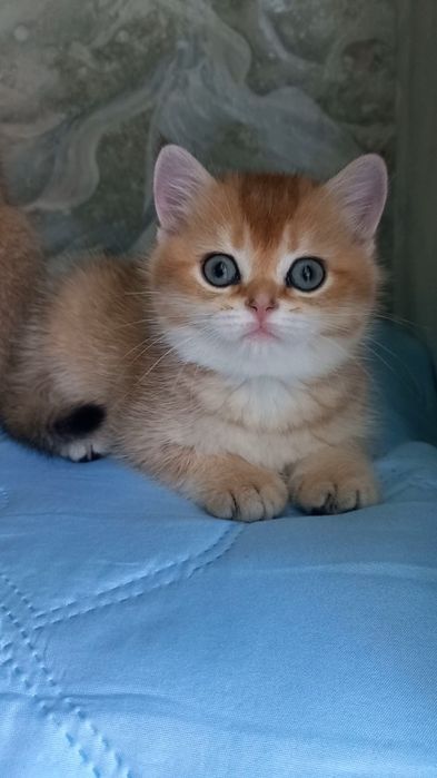 золота шиншила котики