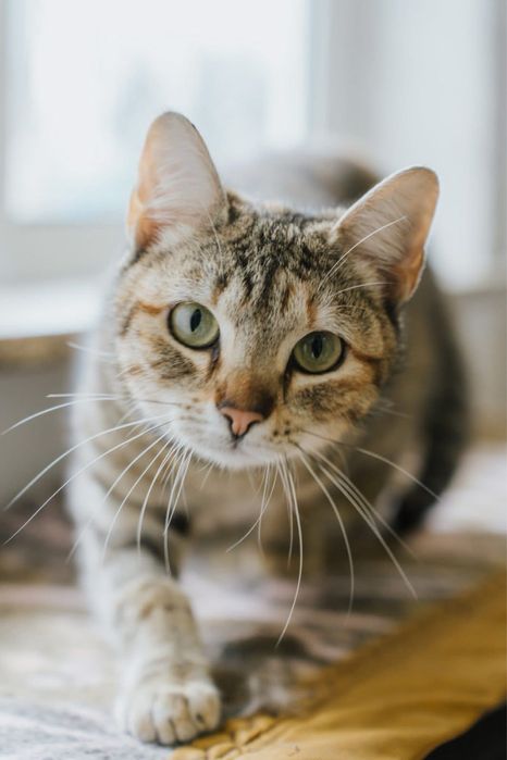 Pim para adoção responsável