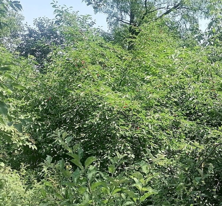 Продам ділянку в селі Гавришівка по вулиці Незалежності(Ленина Леніна)