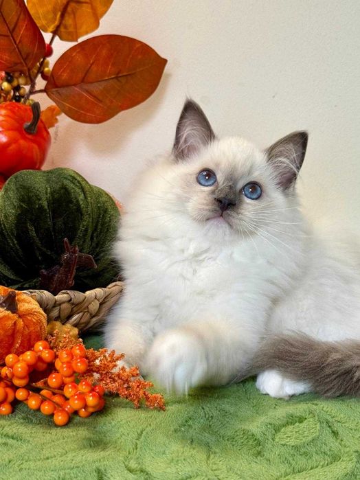 Ragdoll śliczny kocurek do odbioru
