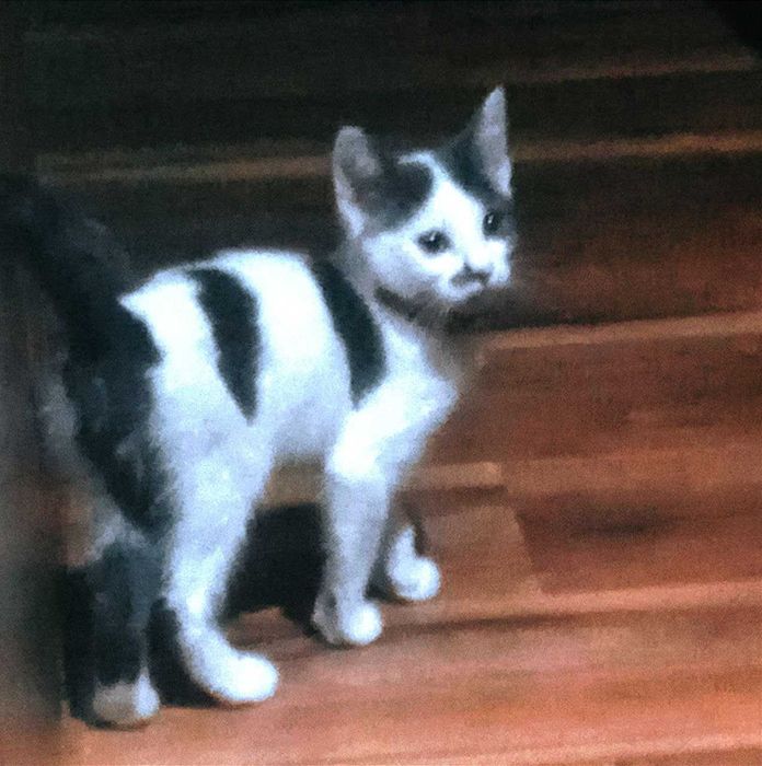 Отдам котенка бесплатно