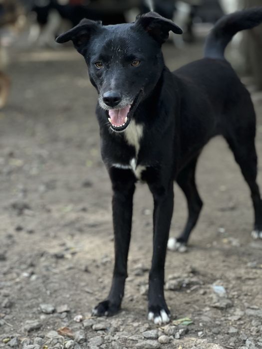 Красавчик Лексус