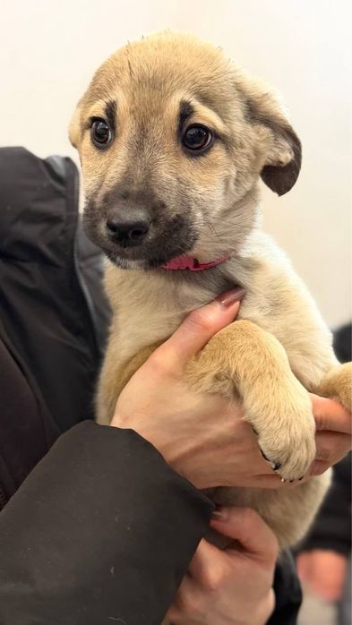 Цуценята дівчата шукають родини 6 міс