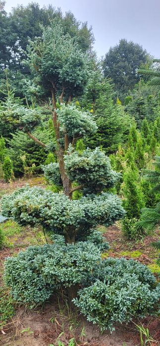 Bonsai cyprysik groszkowy boulevard
