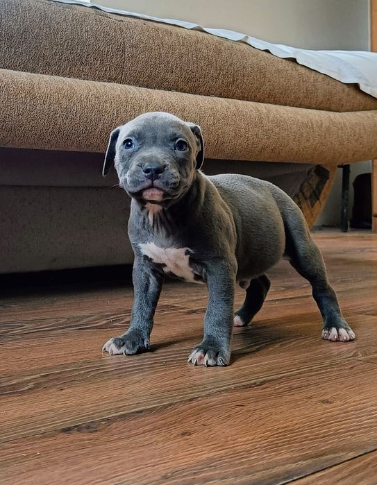 American Staffordshire Terrier Amstaff piesek 2