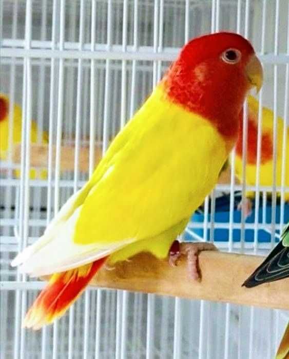 Vendo roseicolis prontos a criarem