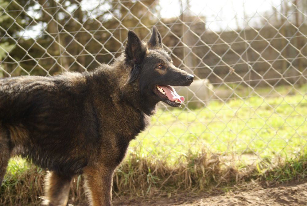 LUPUS- w typie owczarka