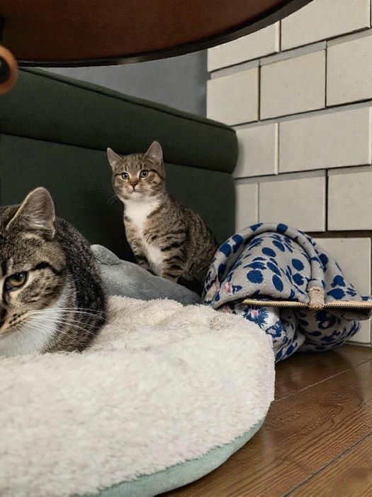 Trzech szarych kawalerów, kocurki szukają domów