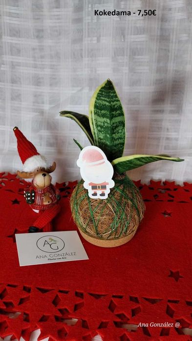 Kokedamas e Decoração artística - Plantas com Arte