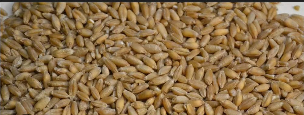 Pszenżyto ozime zbiór 2025