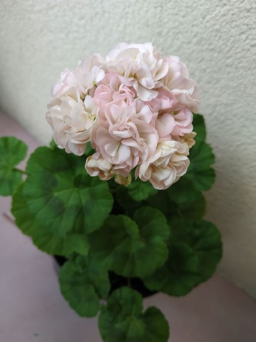 Pelargonie kolekcjonerskie
