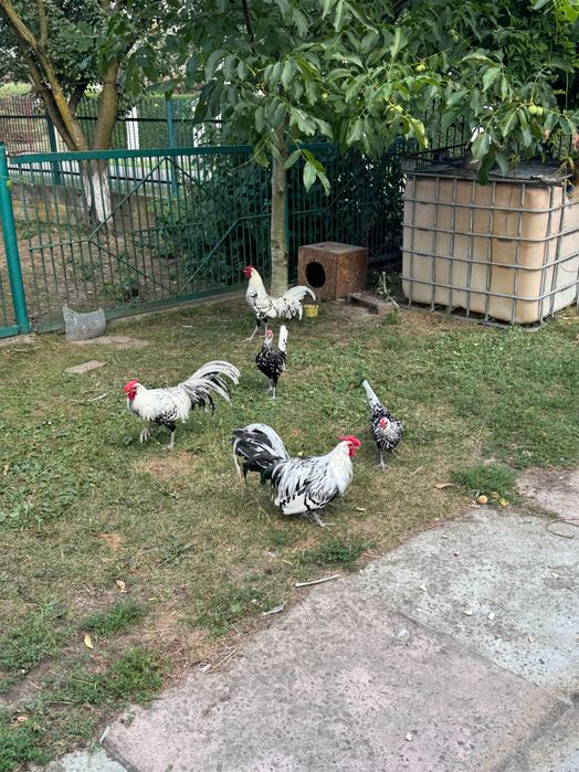Продаються молоді гамбурзькі кури