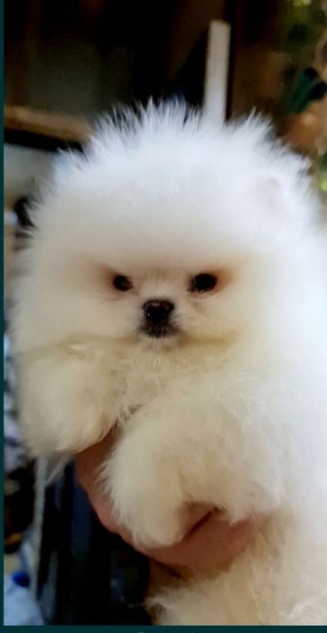 Вязка.Померанский Белый шпиц.FCI