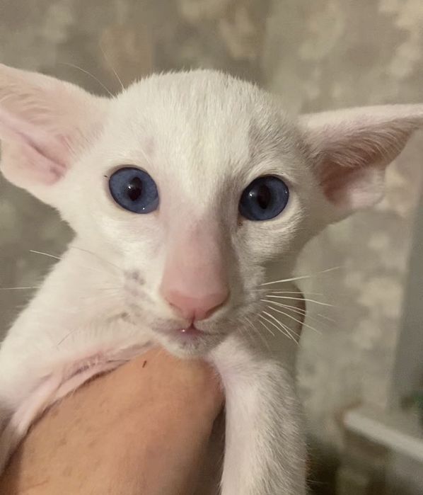 Білий орієнтальний хлопчик