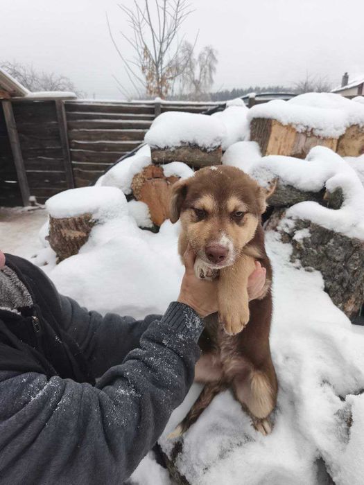 Цуценята в добрі руки