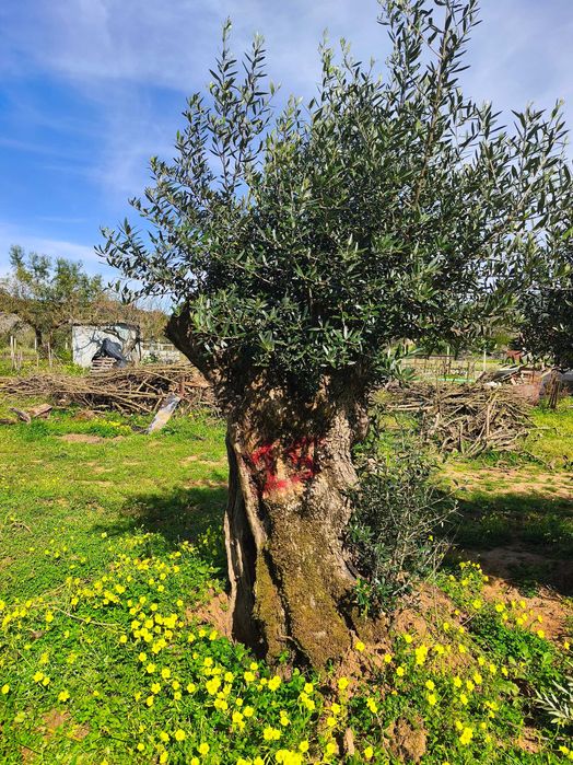 Oliveiras Bicentenárias e Tricentenárias para venda