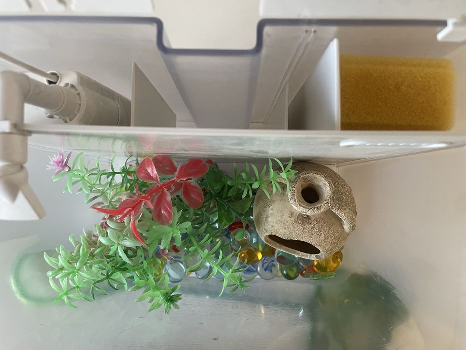 Міні-акваріум з комплектом (для півника або маленьких рибок)