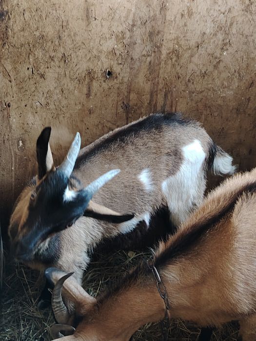 Kozy mlode (patrz opis)