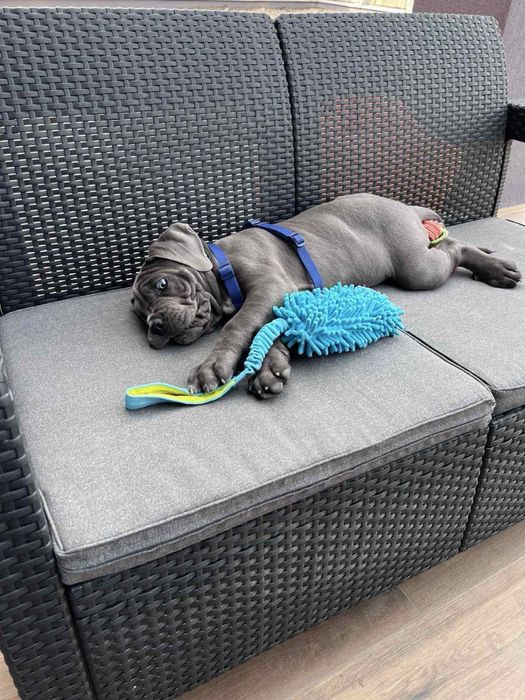 Cane corso Italiano-сірого забарвлення