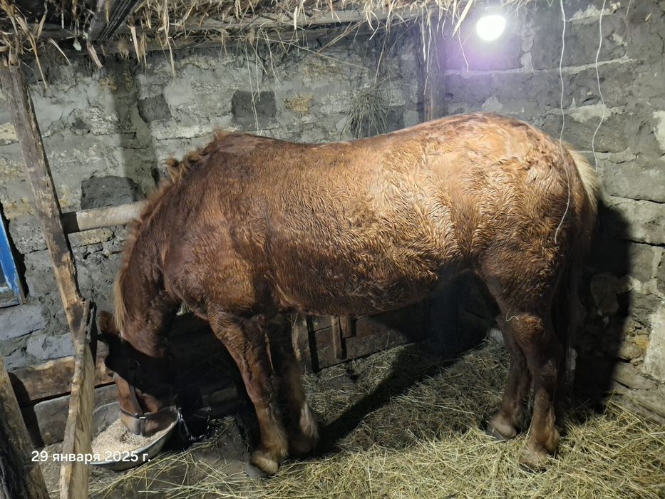 Продається Кобилка,  приблизно 9 років.