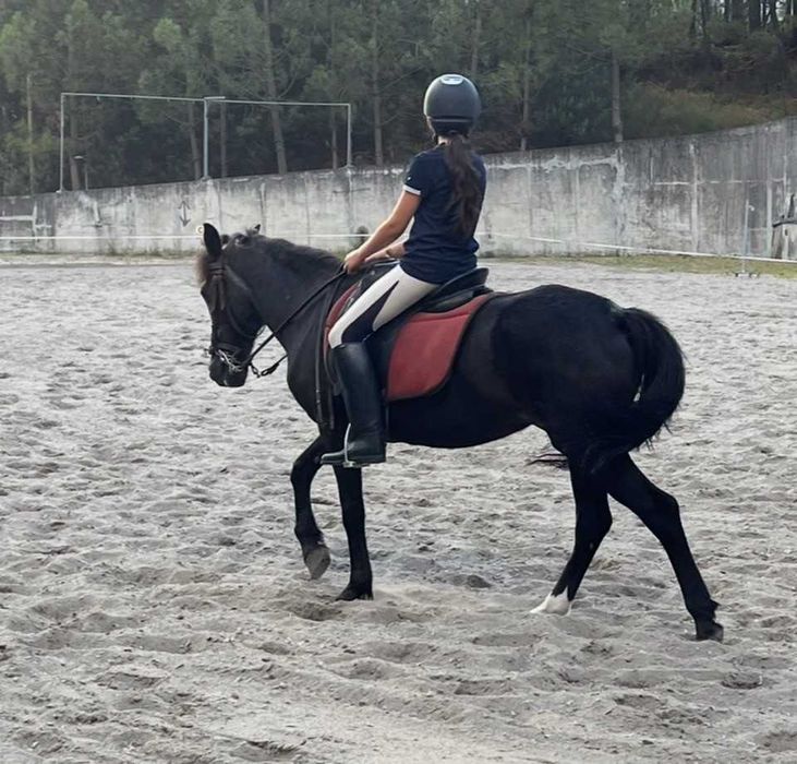 Ponei C Escola a Venda
