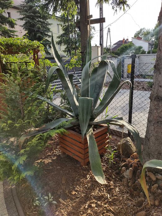 Kaktusy 180 cm z doniczką