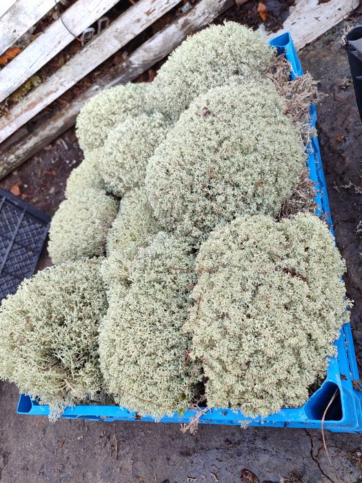 Мох для ахатін ,уліток,Для декору