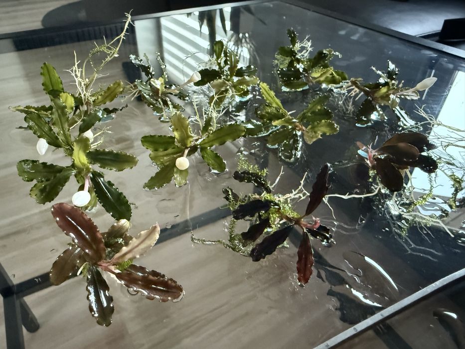 Bucephalandra dekoracja 12 sztuk 5 gatunkow