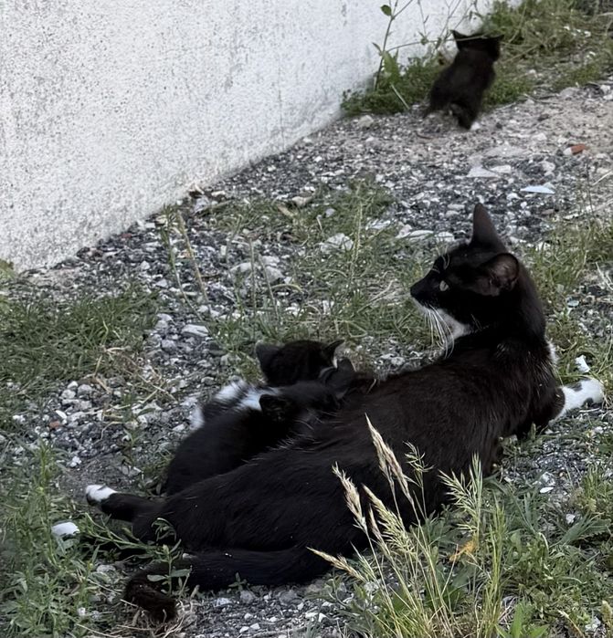 Gatinhos para adopção responsável