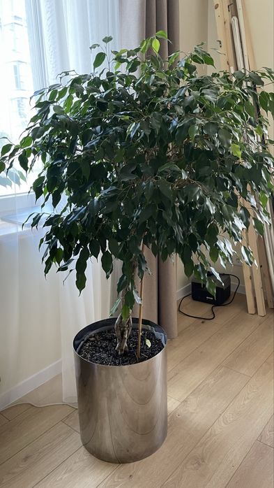 Фікус бенжаміна (стовбур косичка) з кашпо з хромованим кашпо