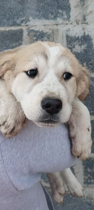 Sprzedam pieska środkowoazjatycki