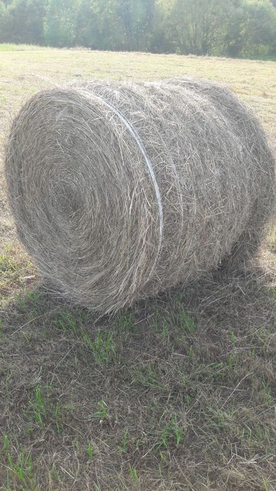 Sianokiszonka,bele siana zamienię lub sprzedam