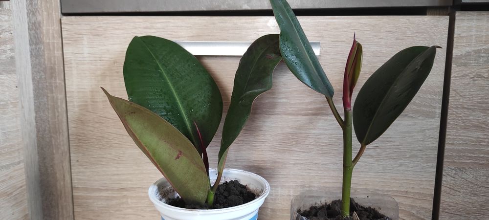 Сукуленти, Akiko, гіпеаструм білий, фікус, кімнатні рослини, гіпеастру