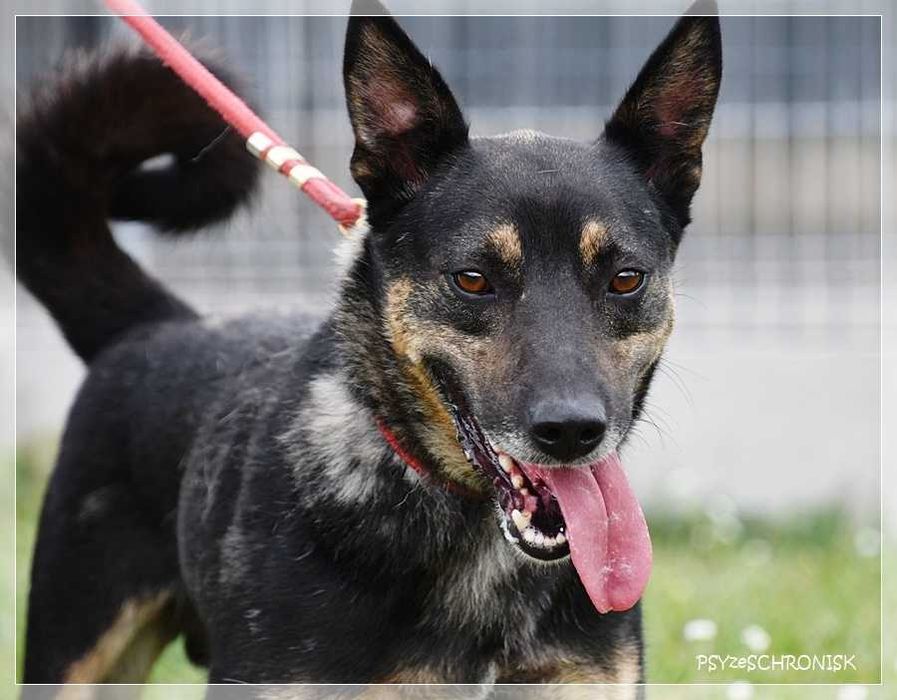 Kochany Fido szuka domu