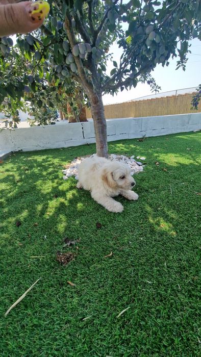 Maltipoo  disponível