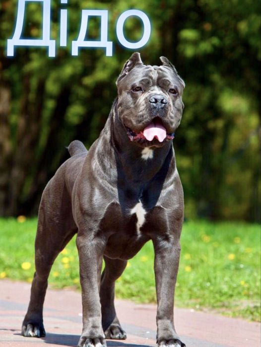 Крутезні купірувані щеночки-Cane corso