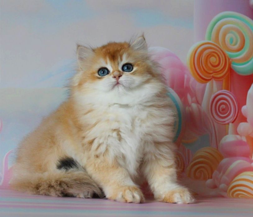 Це дитя мрія кожного, подаруйте собі щастя!