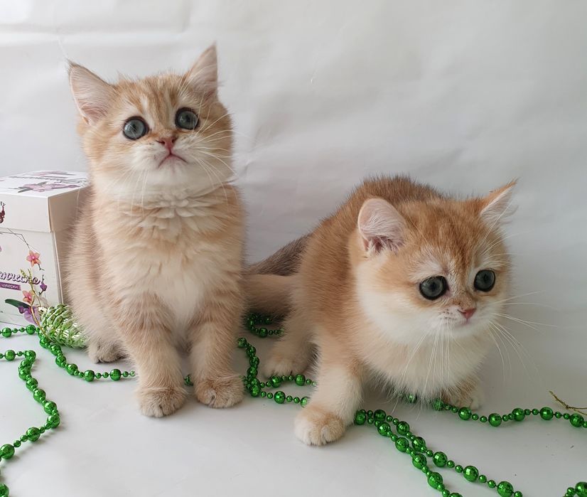 Киев котик и кошечка золотая шиншилла клубные котята котенок кошенята