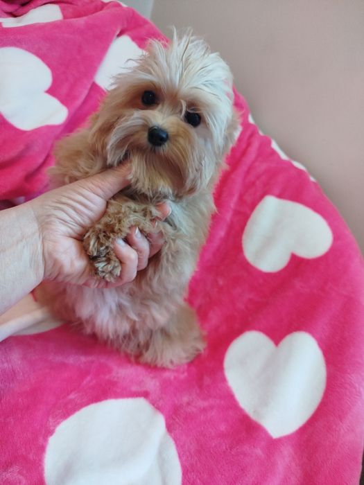 Maltipoo śliczna sunia