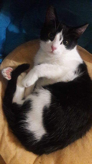 Найніжніша киця, кошеня підліток. Стерилізована