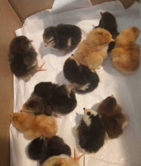 Kurczęta po kurach nieśnych