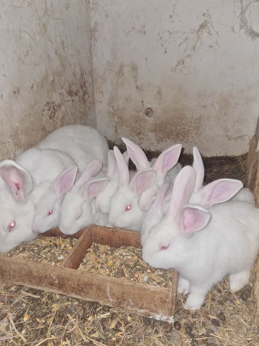 Kroliki termuckie i kalifornijskie