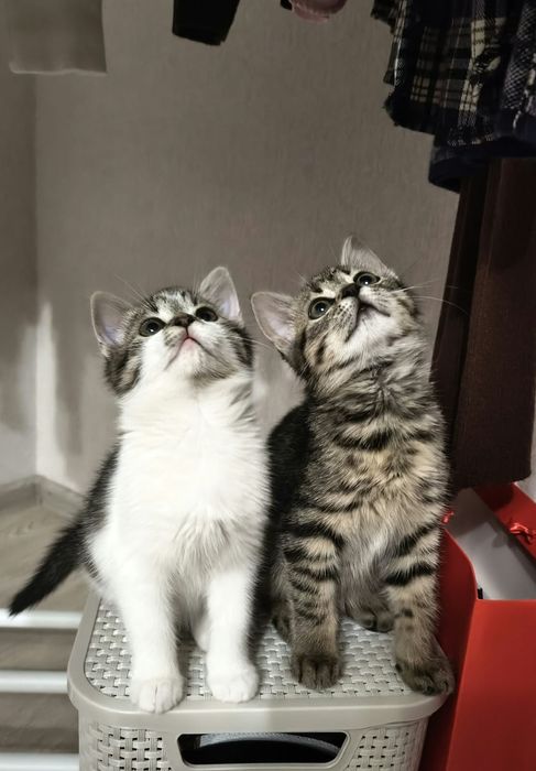 Кошенятка в хороші руки