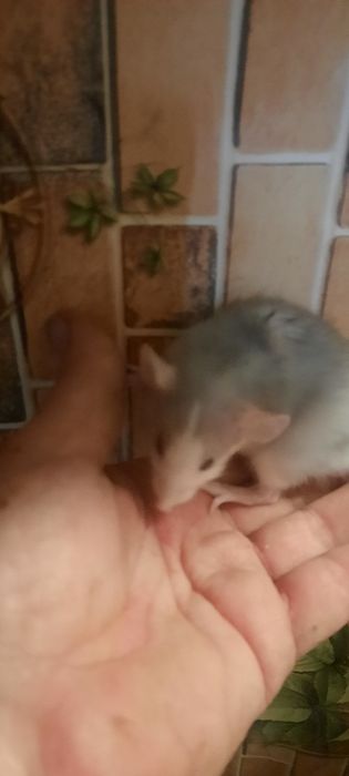Щурики дамбо яскравих кольорів