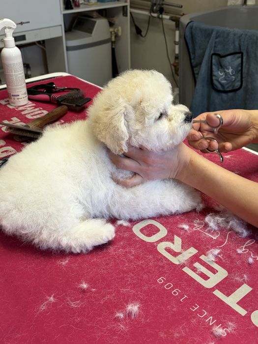 Bichon Frise ZKwP FCI szczenię