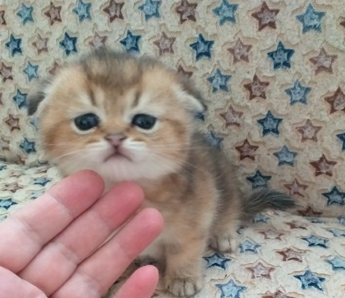 Шикарні шотландські золоті