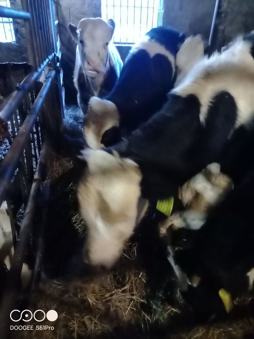 Sprzedam 14 sztuk  byczków