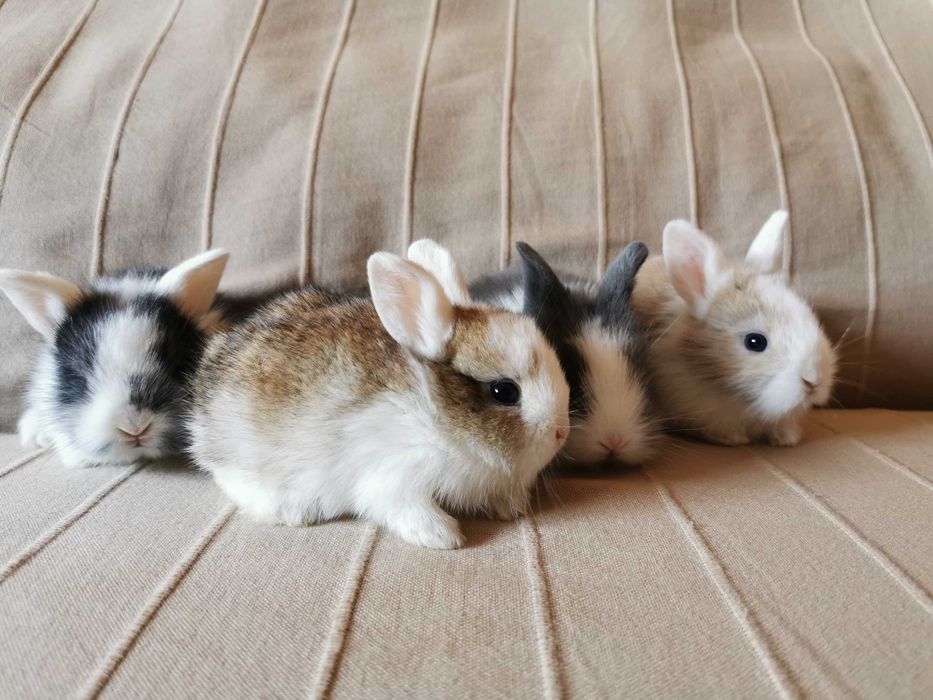 KIT completo Coelhos anões teddy e mini holandês muito meigos